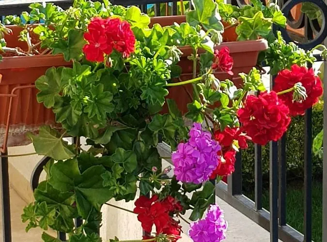 Boulevard Sea 3* Slăntjev Brjag