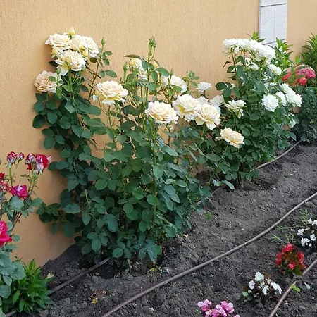 Boulevard Sea Apartmanhotel