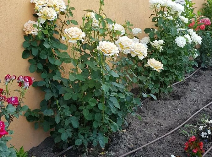 Boulevard Sea מלון דירות